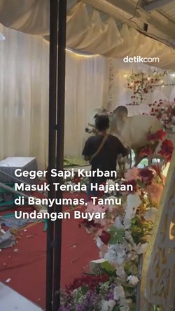 Video Sapi Kurban Masuk Tenda Hajatan Bikin Tamu Undangan Bubar!