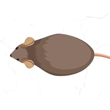 Visualisasi Wabah Tikus yang Menyerang Beberapa Daerah Australia