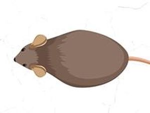 Visualisasi Wabah Tikus yang Menyerang Beberapa Daerah Australia