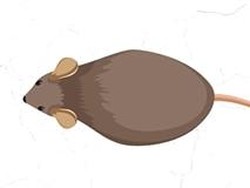 Visualisasi Wabah Tikus yang Menyerang Beberapa Daerah Australia
