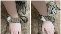 12 Tingkah Kocak Kucing di Internet yang Mungkin Bisa Cerahkan Harimu