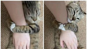 12 Tingkah Kocak Kucing di Internet yang Mungkin Bisa Cerahkan Harimu