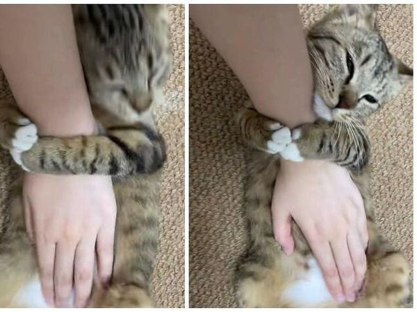 12 Tingkah Kocak Kucing di Internet yang Mungkin Bisa Cerahkan Harimu