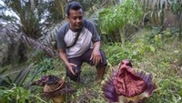 Bunga Bangkai Bermekaran di Pekarangan Warga Jambi