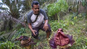 Bunga Bangkai Bermekaran di Pekarangan Warga Jambi