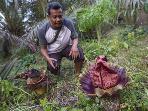 Bunga Bangkai Bermekaran di Pekarangan Warga Jambi
