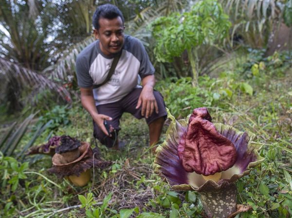 Bunga Bangkai Bermekaran di Pekarangan Warga Jambi