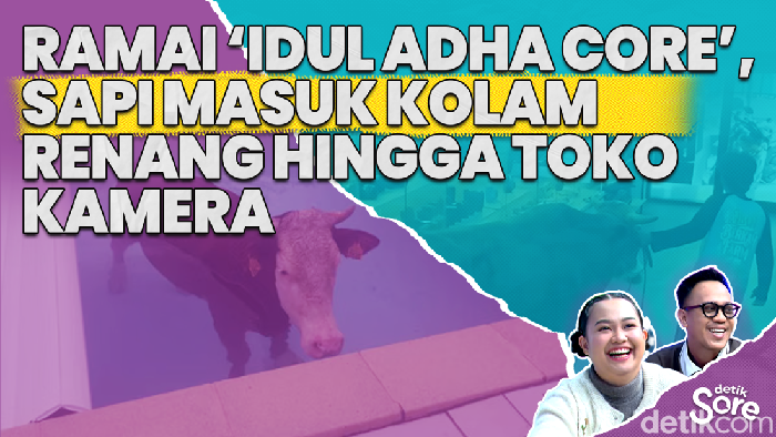 Video: Idul Adha Core, Kumpulan Berita Hewan Kurban Kabur