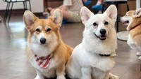 Gemas! Kafe di Bangkok Ini Dihuni 30 Anjing Corgi Imut
