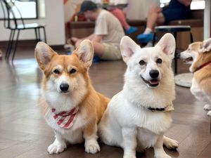 Gemas! Kafe di Bangkok Ini Dihuni 30 Anjing Corgi Imut