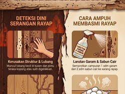 Infografis: Tanda Ada Rayap di Rumah dan Cara Mudah Membasminya