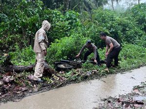 Sejoli Boncengan Motor Tewas Tertimpa Pohon Tumbang di Minahasa Tenggara