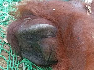 Cerita Penyelamatan Orang Utan yang Kepincut Jambu Bol Warga Katingan