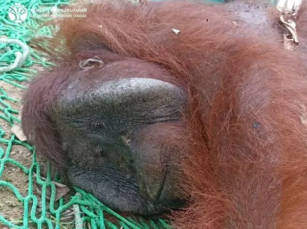 Cerita Penyelamatan Orang Utan yang Kepincut Jambu Bol Warga Katingan