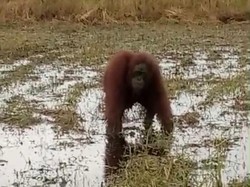 Orang Utan Pincang di Kayong Utara, Diduga Kena Jeratan