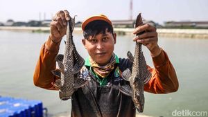 Petugas Bersihkan Waduk Belibis dari Ikan Sapu-sapu