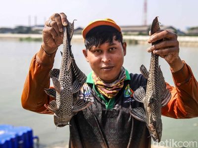 Petugas Bersihkan Waduk Belibis dari Ikan Sapu-sapu