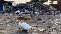 Lika-liku Darurat Sampah Bandung: Diminta Farhan, Ditolak Dedi Mulyadi