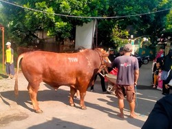 Takmir Ungkap TIW Sengaja Cari Masjid Dekat Rumah Amien Rais untuk Kurban Sapi