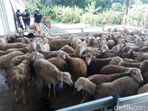 Perdana! Ratusan Kambing Dam Haji Disembelih di Boyolali