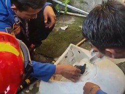 Anak Kucing Terjepit di Wastafel, Warga Lapor Damkar