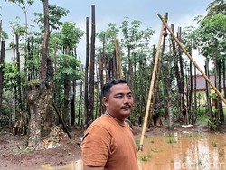 Dari Pohon Pelindung, Rezza Hidupi Keluarga hingga Buka Lapangan Kerja