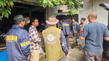 WNA Terlibat Penyelundupan Satwa Liar, 11 Sanca Hijau Papua Disita di Bekasi