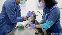 Tekan Populasi Kucing Liar, DKPP Surabaya Sterilkan 100 Kucing Lokal
