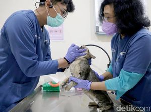 Tekan Populasi Kucing Liar, DKPP Surabaya Sterilkan 100 Kucing Lokal