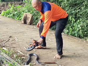 Mata Heru Jejak Si Gundul Kena Sembur Bisa Ular Kobra, Begini Kondisinya