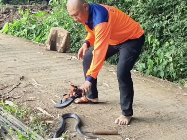 Mata Heru Jejak Si Gundul Kena Sembur Bisa Ular Kobra, Begini Kondisinya