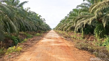 Agrinas Palma Nusantara Ditugaskan Garap 4,1 Juta Ha Lahan Perkebunan