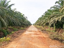 Petani Swadaya di Bulungan Menjerit karena Anjloknya Harga Sawit