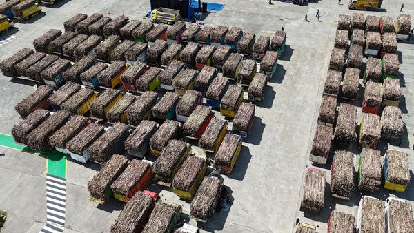 Jatim Targetkan Sumbang 51 Persen Produksi Gula Nasional