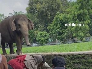 Video: Duh, Anak Kecil Terjatuh ke Kandang Gajah Ragunan