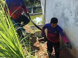 Aksi Mendebarkan Evakuasi King Kobra di Gorong-gorong Kuningan