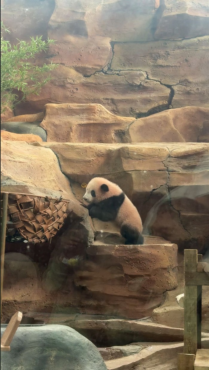 Rio, Bayi Giant Panda yang Bikin Gemas Ini Akhirnya Tampil ke Publik