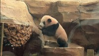 Rio, Bayi Giant Panda yang Bikin Gemas Ini Akhirnya Tampil ke Publik