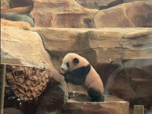 Rio, Bayi Giant Panda yang Bikin Gemas Ini Akhirnya Tampil ke Publik