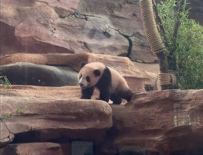 Rio, Bayi Giant Panda yang Bikin Gemas Ini Akhirnya Tampil ke Publik