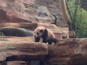 China Puas, Kontrak Panda Raksasa di Indonesia Berpeluang Diperpanjang