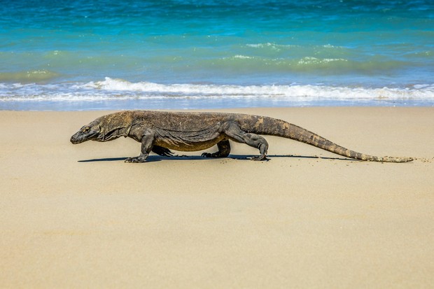 Taman Nasional Komodo, destinasi terbaik di Indonesia versi Travel + Leisure/Foto: Unsplash.com/Mitch Hodiono Labuan Bajo dan Taman Nasional Komodo adalah destinasi terbaik di Indonesia versi Travel + Leisure yang menawarkan petualangan alam, satwa komodo, dan panorama pulau dramatis dalam satu kawasan.