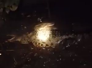 Warga Bagendang Hilir Heboh, Ada Buaya 4 Meter di Dekat Permukiman