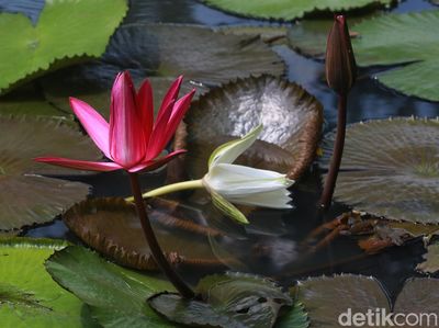 Koleksi Tanaman Tropis Hiasi Taman Bendera Pusaka