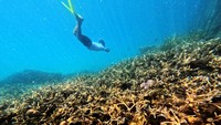 Perairan Berau Jadi Jantung Segitiga Terumbu Karang