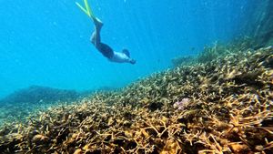 Perairan Berau Jadi Jantung Segitiga Terumbu Karang
