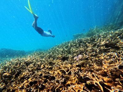 Perairan Berau Jadi Jantung Segitiga Terumbu Karang