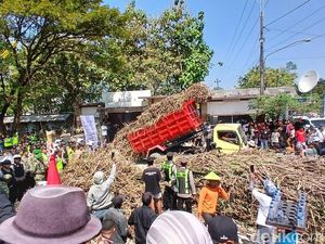 Petani Blora Buang Tebu ke PG Gendhis, Tagih Janji Bulog Beli Hasil Panen