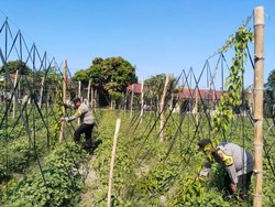 Uwi Ungu Mulai Tumbuh, Polres Kediri Kawal Ketahanan Pangan di Wates