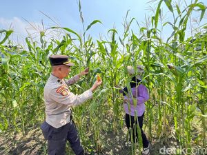 Polisi Sidoarjo Rawat Lahan Jagung di Desa Betro, Dukung Swasembada Pangan